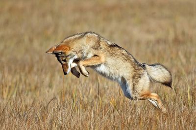 Coyote - Canus latrans