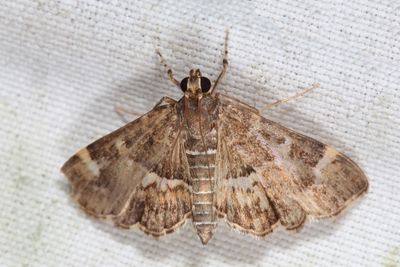 5169 - Spotted Beet Webworm Moth - Hymenia perspectalis