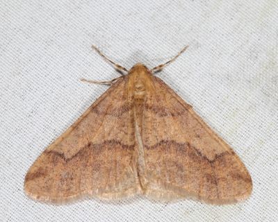 6665 - Linden Looper - Erannis tiliaria