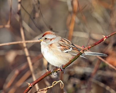 American Tree Sparrow - Spizelloides arborea
