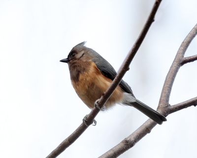 melanistic Tufted Titmouse - Baeolophus bicolor 