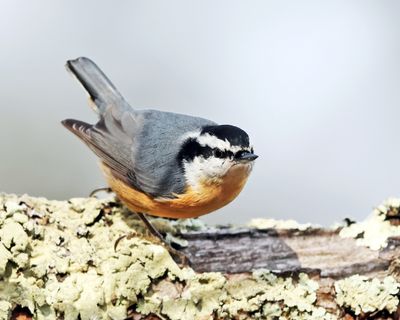 Red-breasted Nuthatch - Sitta canadensis