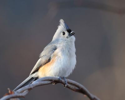 Tufted Titmouse - Baeolophus bicolor 