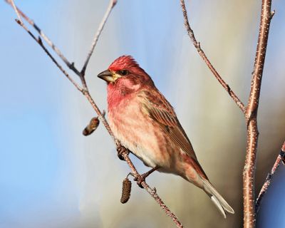 Purple Finch - Haemorhous purpureus