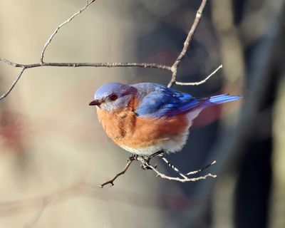 Eastern Bluebird - Sialia sialis