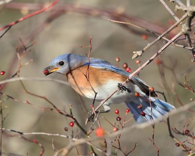 Eastern Bluebird - Sialia sialis