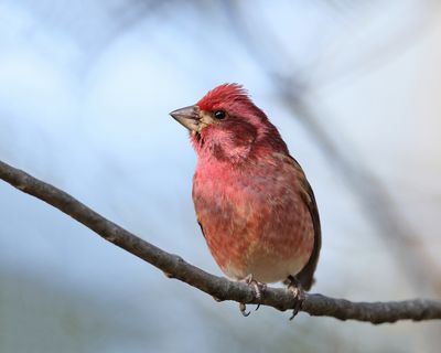 Purple Finch - Haemorhous purpureus