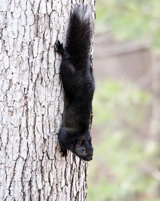 melanistic Eastern Gray Squirrel - Sciurus carolinensis 