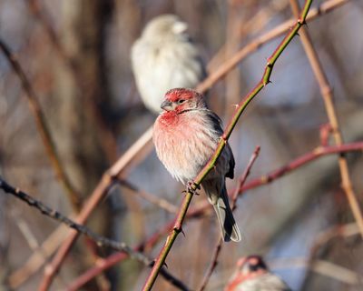 House Finch - Haemorhous mexicanus