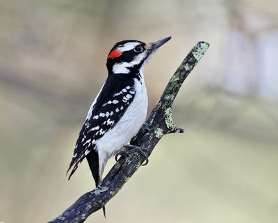 Hairy Woodpecker - Dryobates villosus 