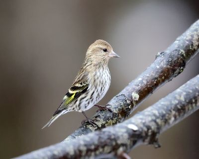 Pine Siskin - Spinus pinus