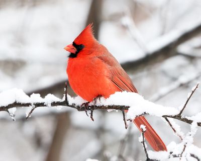 Northern Cardinal - Cardinalis cardinalis