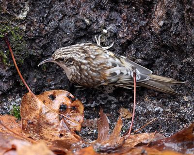 Brown Creeper - Certhia americana