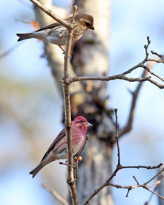 Purple Finch - Haemorhous purpureus (male & female)