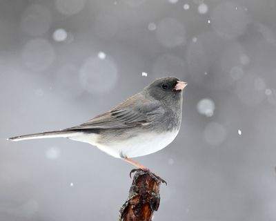 Dark-eyed Junco - Junco hyemalis