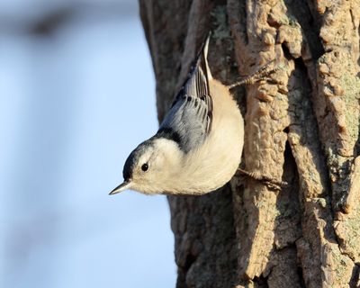White-breasted Nuthatch - Sitta carolinensis