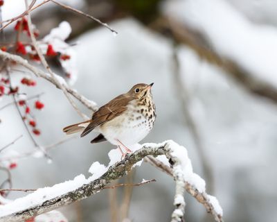 Hermit Thrush - Catharus guttatus