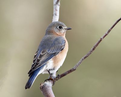 Eastern Bluebird - Sialia sialis