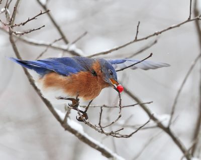 Eastern Bluebird - Sialia sialis