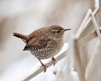 Winter Wren - Troglodytes hiemalis