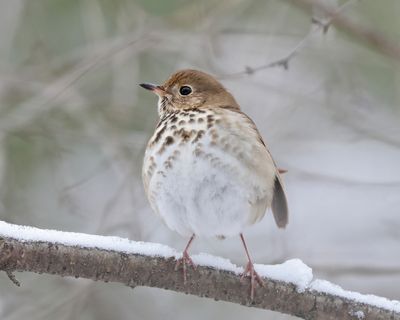 Hermit Thrush - Catharus guttatus