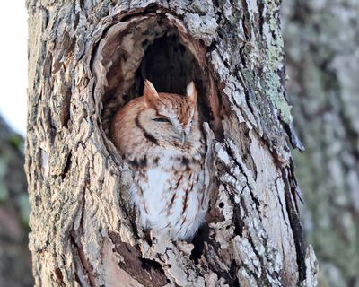 Eastern Screech Owl - Megascops asio