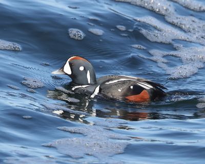  Harlequin Duck- (Histrionicus histrionicus