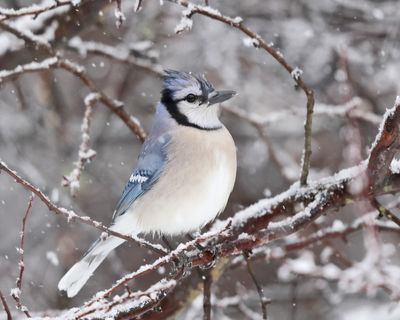 Blue Jay - Cyanocitta cristata