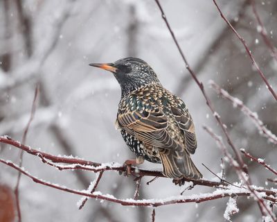 European Starling - Sturnus vulgaris