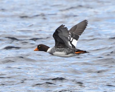 Barrow's Goldeneye - Bucephala islandica (female)