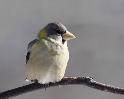 Evening Grosbeak - Coccothraustes vespertinus (female)