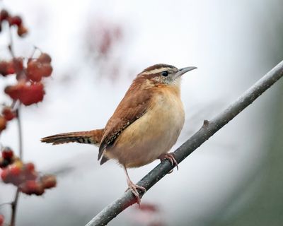 Carolina Wren - Thryothorus ludovicianus