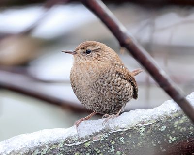 Winter Wren - Troglodytes hiemalis