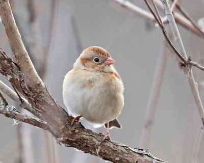 Field Sparrow - Spizella pusilla