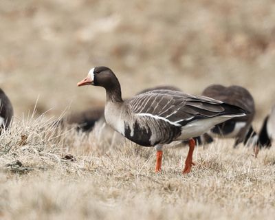 Greater White-fronted Goose - Anser albifrons