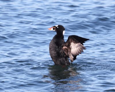 Surf Scoter - Melanitta perspicillata