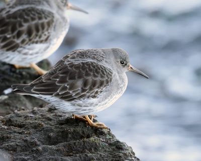 Purple Sandpiper - Calidris maritima