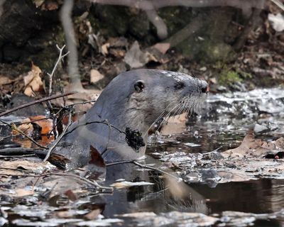 Northern River Otter 
