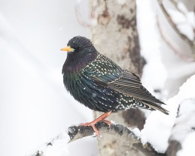 European Starling - Sturnus vulgaris