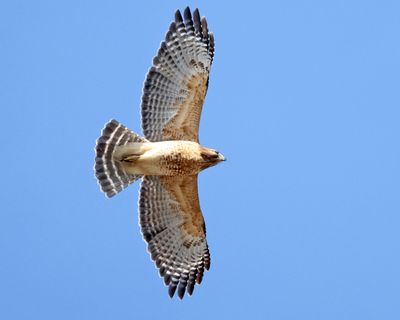 Red-shouldered Hawk - Buteo lineatus 