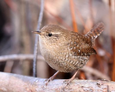 Winter Wren - Troglodytes hiemalis