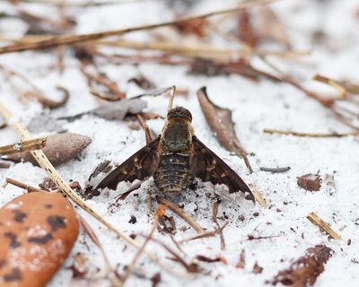 Sinuous Bee Fly - Hemipenthes sinuosa