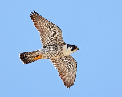 Peregrine Falcoln - Falco peregrinus