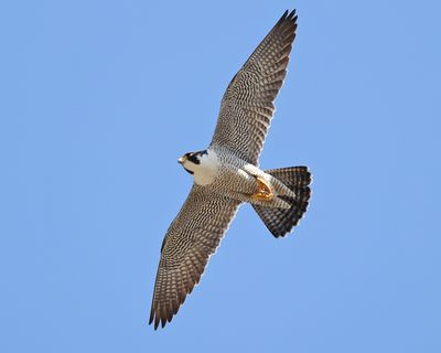 Peregrine Falcoln - Falco peregrinus