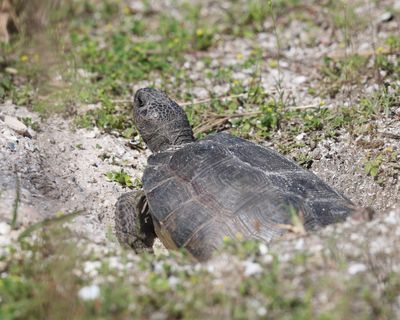 Gopher Tortoise - Gopherus polyphemus