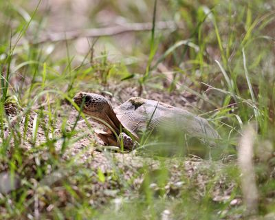 Gopher Tortoise - Gopherus polyphemus