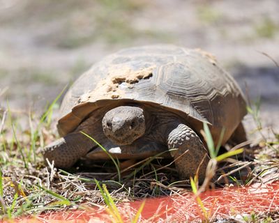 Gopher Tortoise - Gopherus polyphemus