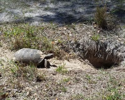 Gopher Tortoise - Gopherus polyphemus