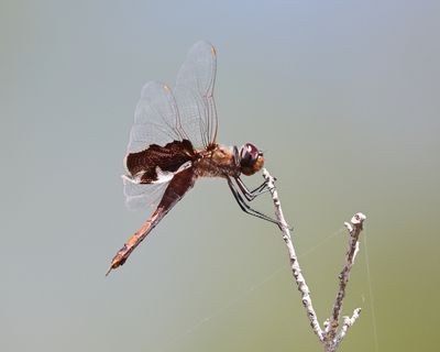 Carolina Saddlebags - Tramea carolina