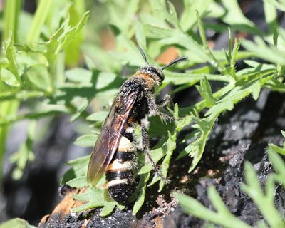 Feather-legged Scoliid Wasp - Dielis plumipes